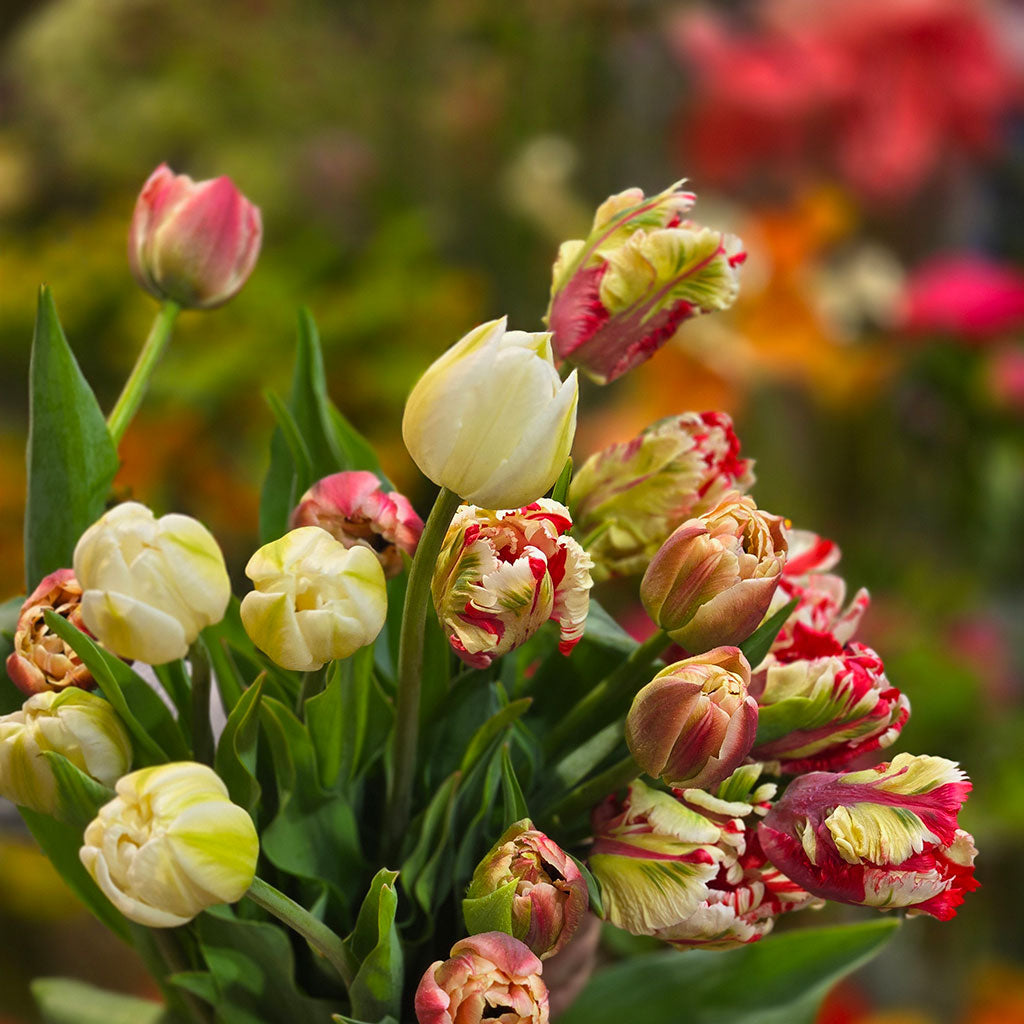 bouquet de tulipes du québec