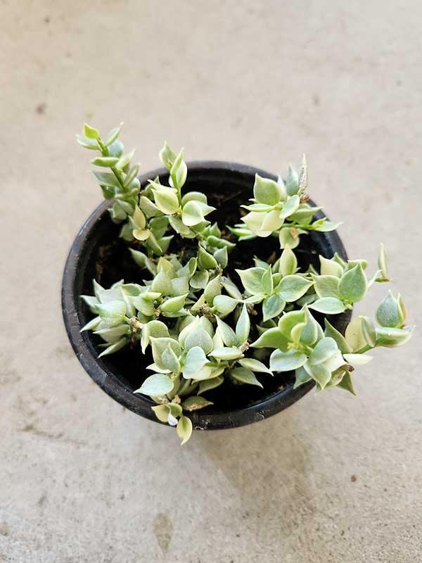 Dischidia ruscifolia f. variegata
