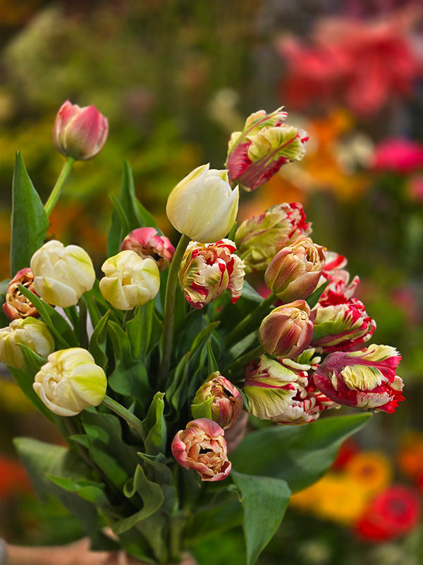 Bouquet de tulipes du Québec