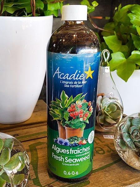 Algues fraîches Acadie - Engrais naturel pour plantes - Fleuriste Binette et filles - Montréal