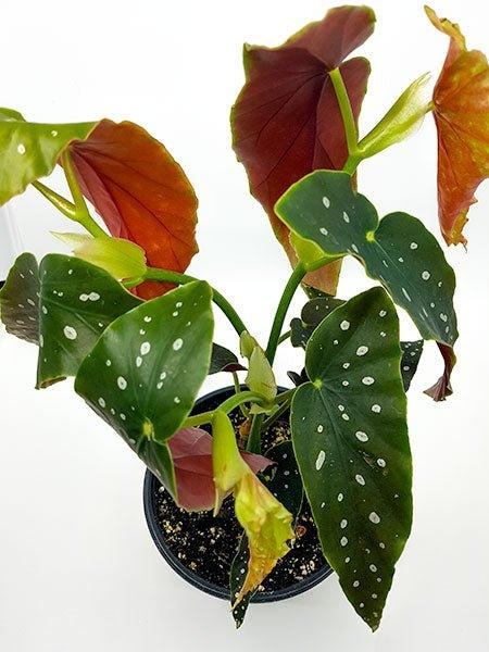 Begonia maculata - Fleuriste Binette et filles - Montréal