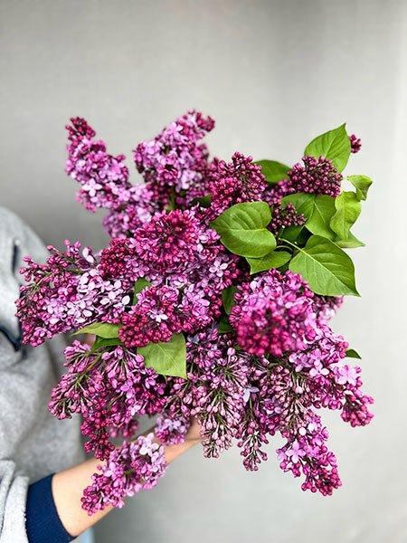 Bouquet de lilas local - Fleuriste Binette et filles - Montréal Montréal