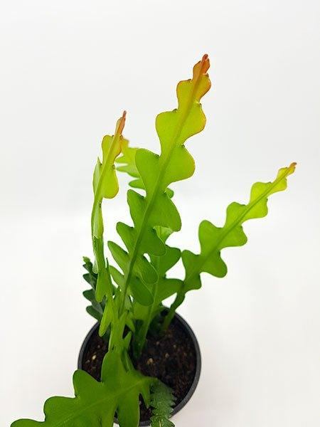 Epiphyllum anguliger - Cactus Zig Zag - Fleuriste Binette et filles - Montréal