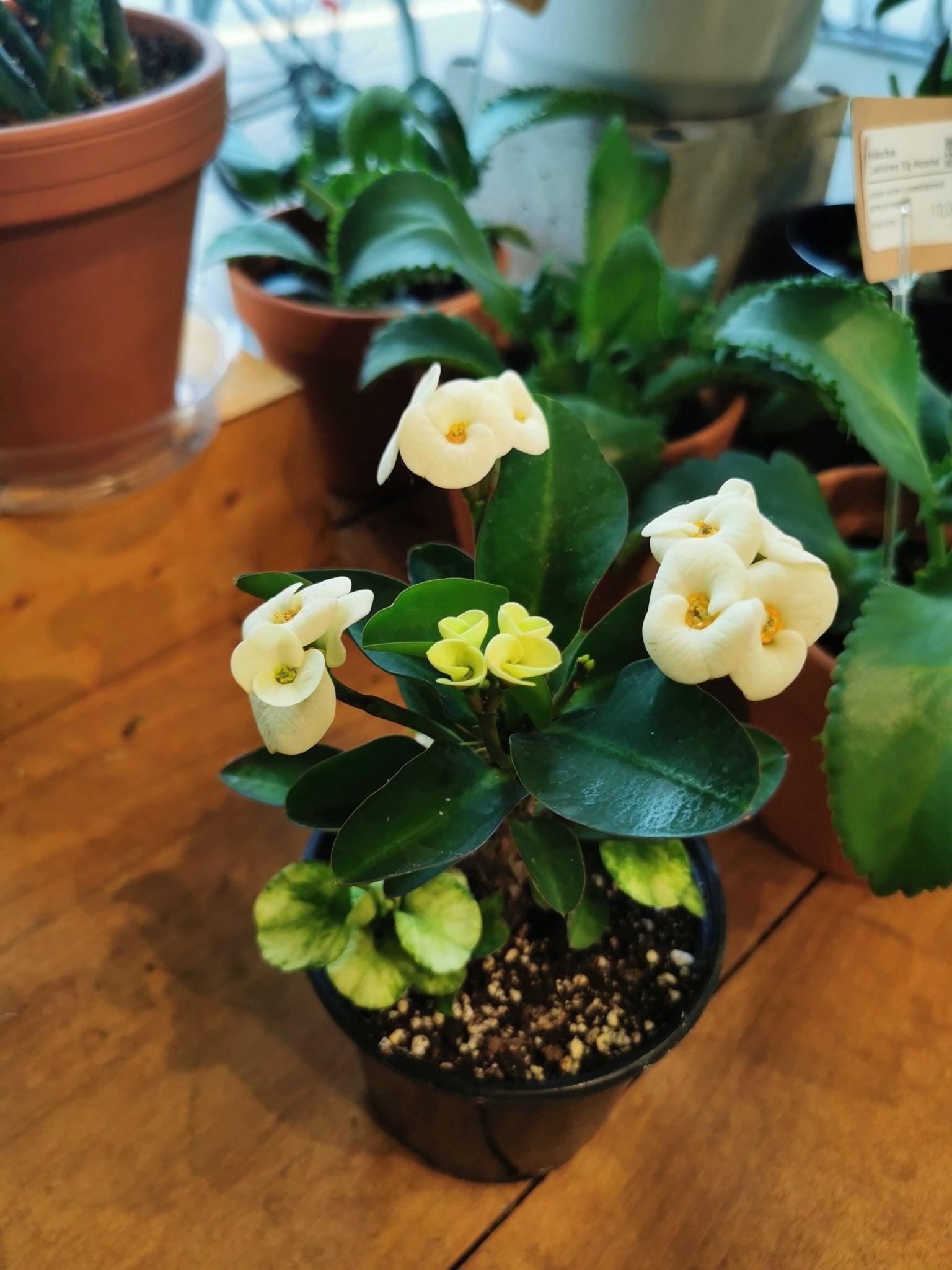 Euphorbia milii 'Aphrodite' - Fleuriste Binette et filles - Montréal Montréal