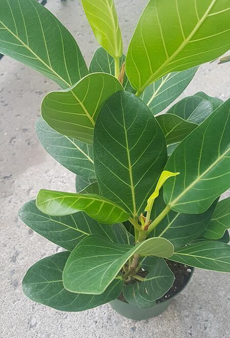 Ficus benghalensis Audrey - Fleuriste Binette et filles - Montréal