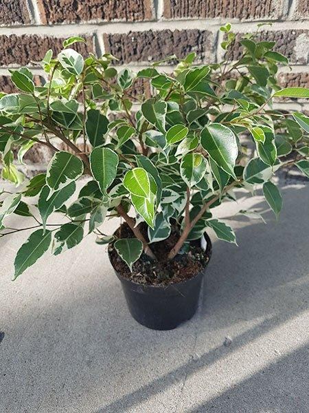 Ficus benjamina panaché - Fleuriste Binette et filles - Montréal