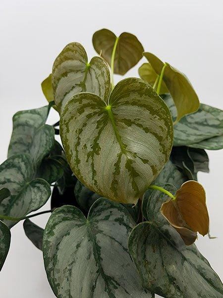 Philodendron Brandtianum - Fleuriste Binette et filles - Montréal
