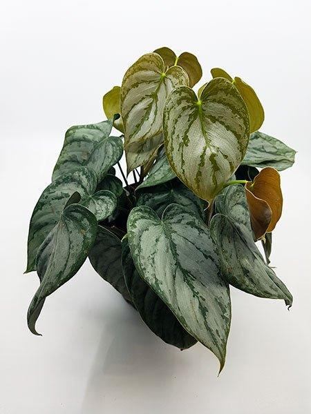 Philodendron Brandtianum - Fleuriste Binette et filles - Montréal