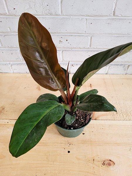 Philodendron Congo Rojo - Fleuriste Binette et filles - Montréal