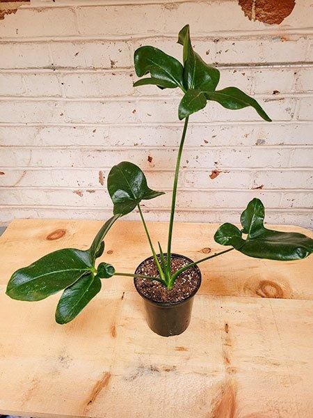 Philodendron goeldii - Fleuriste Binette et filles - Montréal