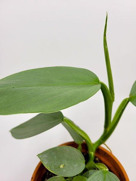 Philodendron hastatum - Silver Sword - Fleuriste Binette et filles - Montréal