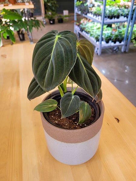 Philodendron melanochrysum - Fleuriste Binette et filles - Montréal
