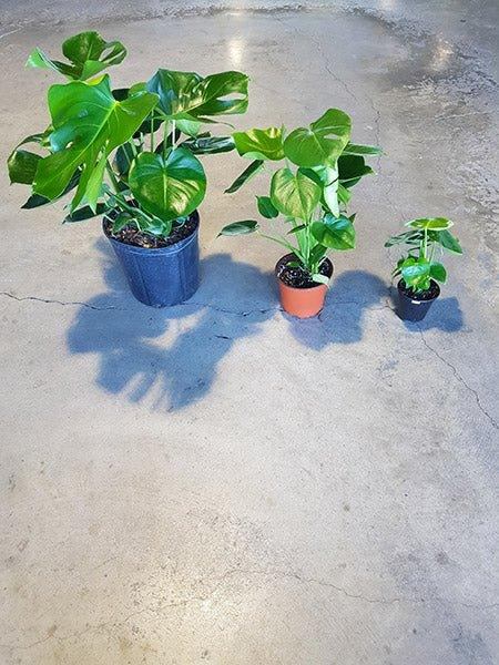 Philodendron monstera - Fleuriste Binette et filles - Montréal
